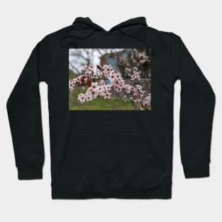 Cherry Blossoms 3 Hoodie